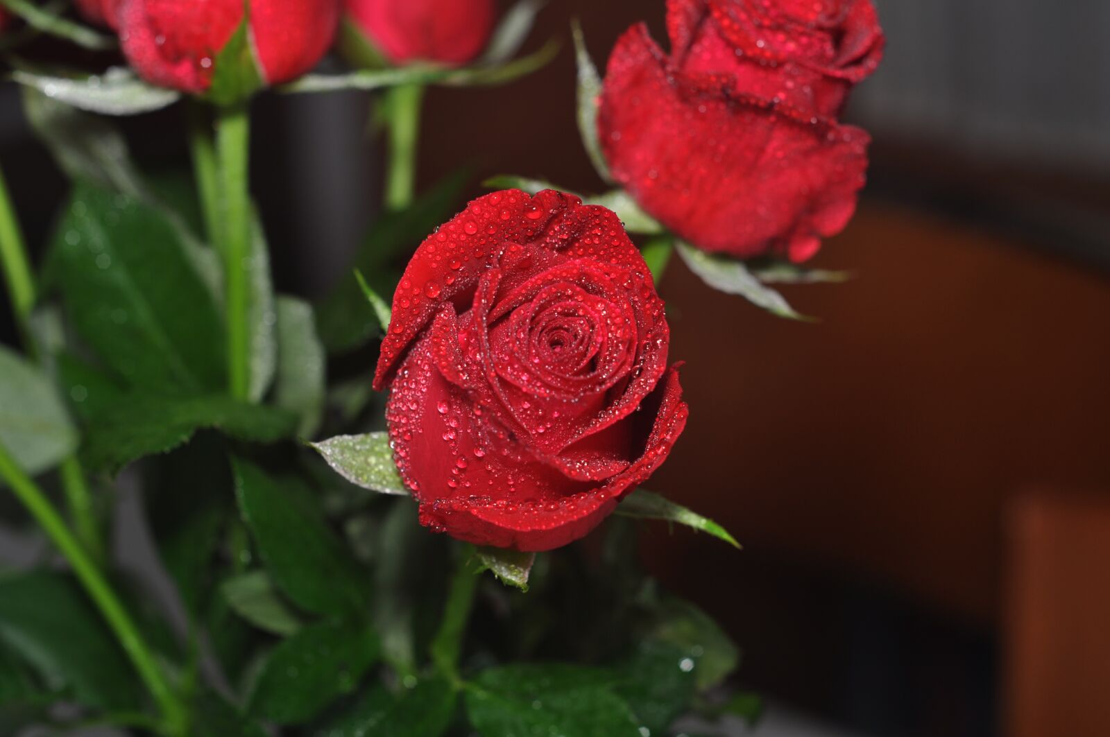 Nikon D90 sample photo. Flower, blossom, nature photography