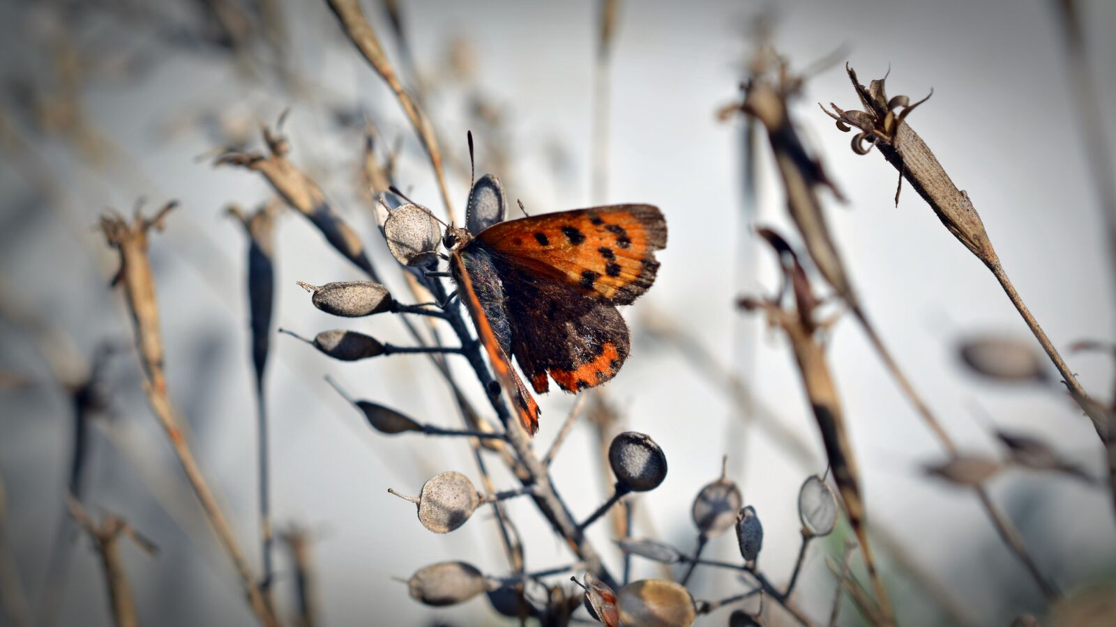 Nikon D5200 sample photo. Butterfly, small fire falter photography