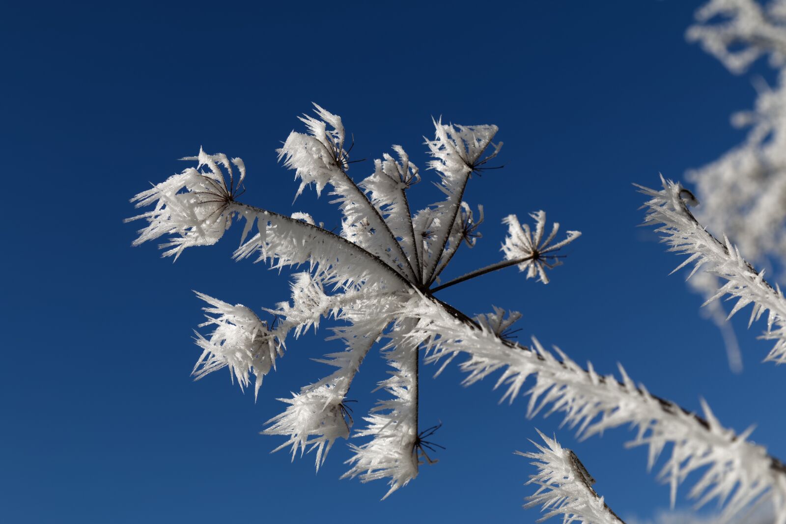 Canon EOS 70D + Canon EF 24-105mm F4L IS USM sample photo. Plant, frost, winter photography