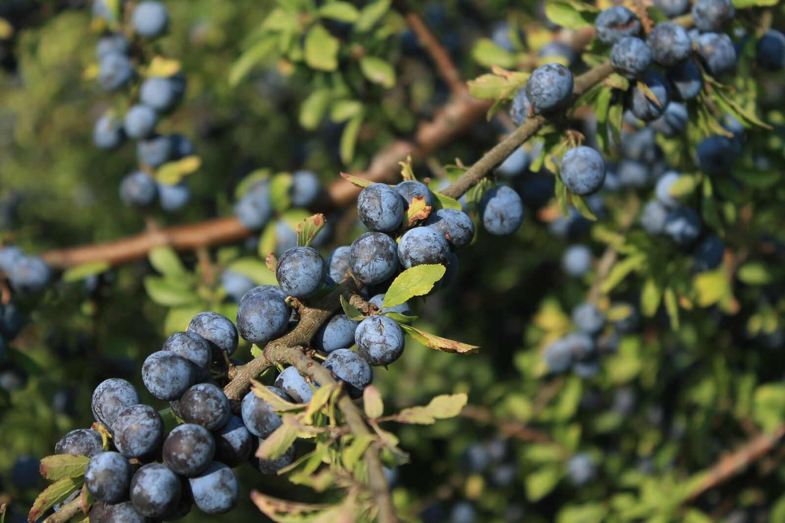 Canon EOS 1100D (EOS Rebel T3 / EOS Kiss X50) sample photo. Berries, nature, blue photography