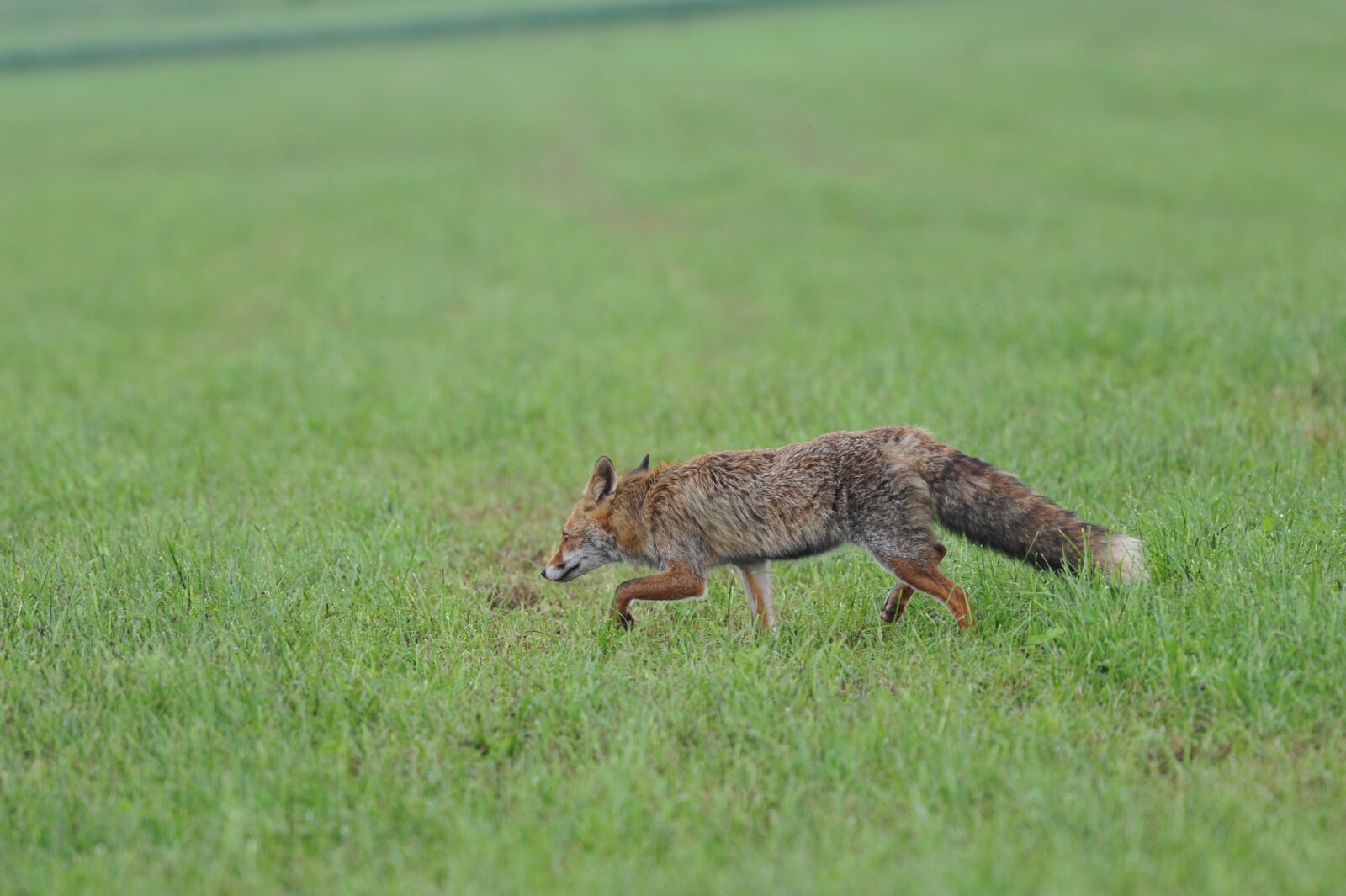 Nikon D700 sample photo. Fox, predator, wild photography