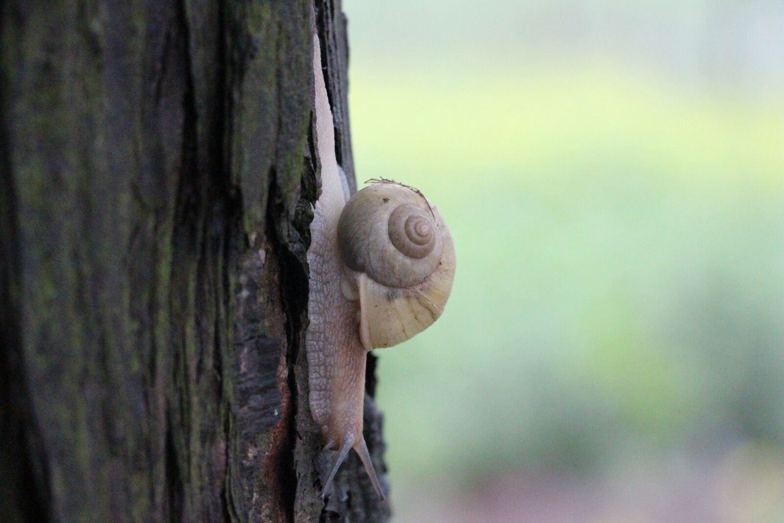 Canon EOS 700D (EOS Rebel T5i / EOS Kiss X7i) sample photo. Snails, animal, nature photography