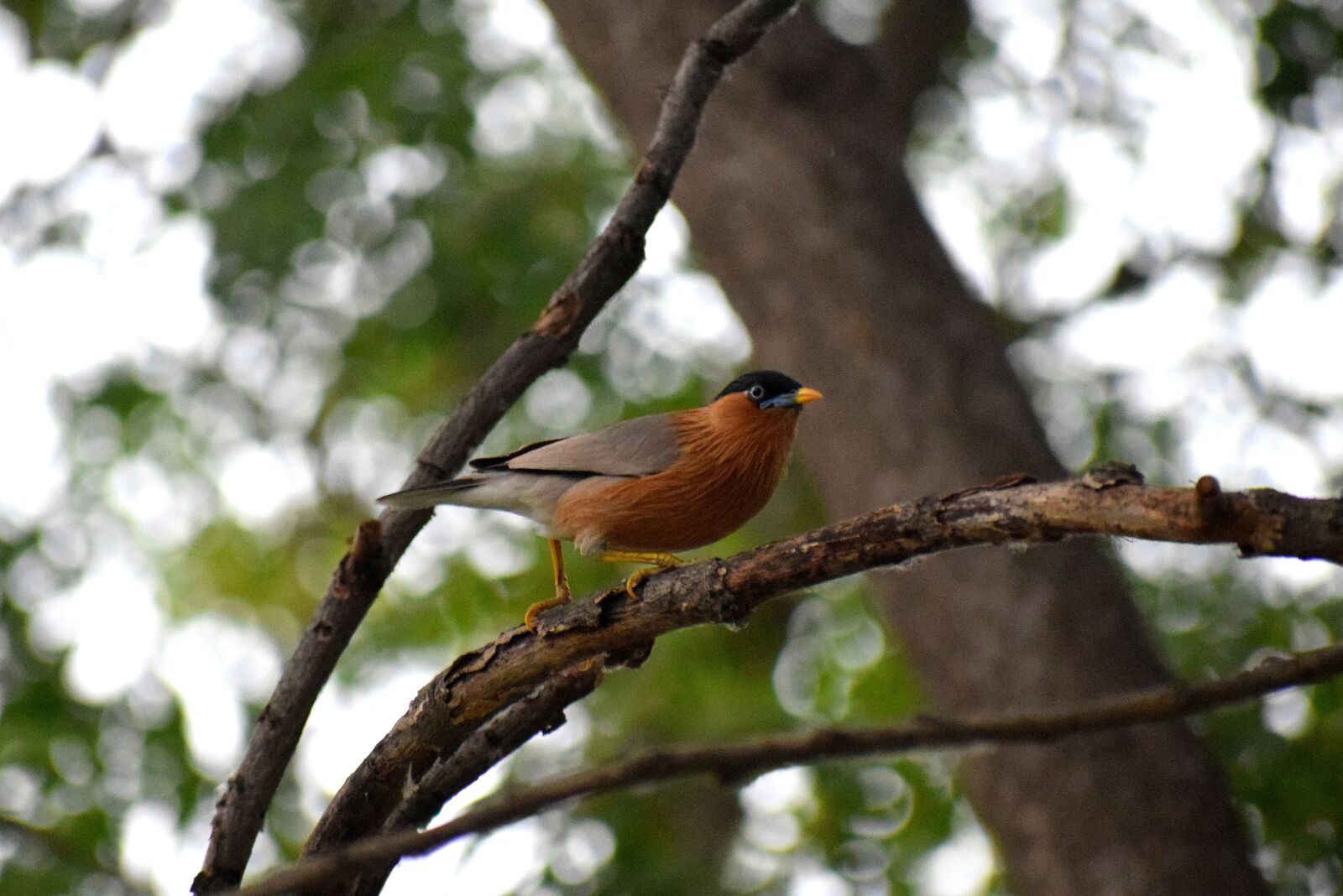 Nikon D3300 sample photo. Bird, nature, animal photography