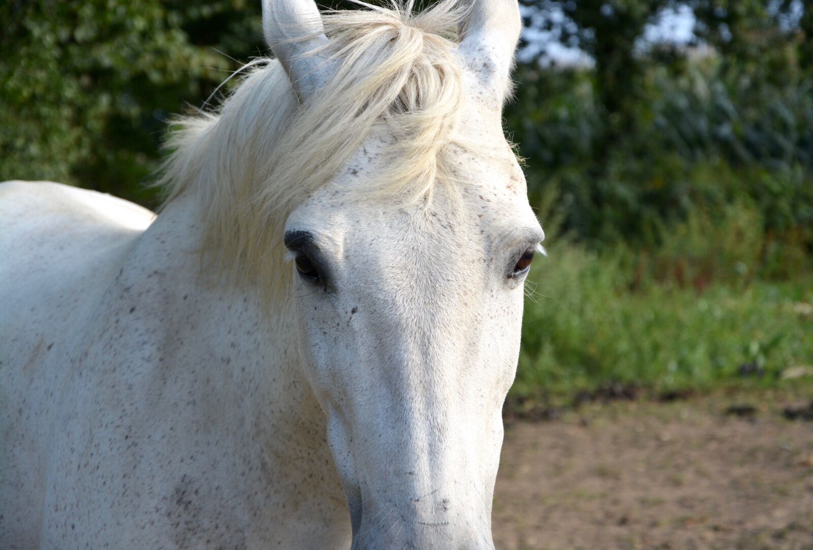 Nikon D5200 sample photo. Horse, head, face photography