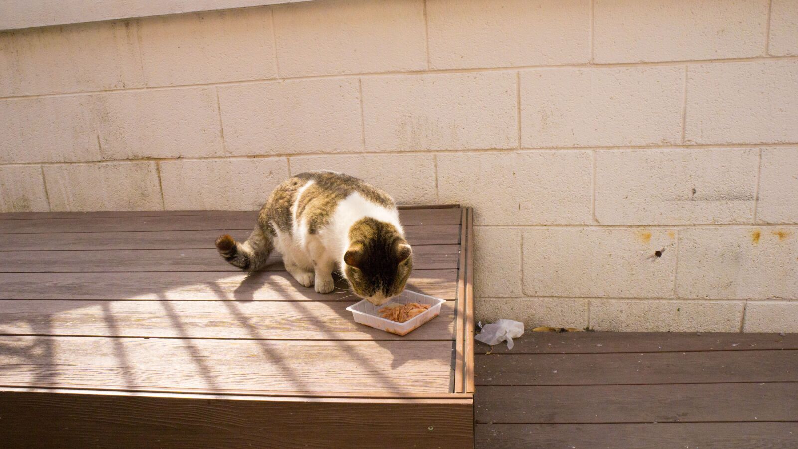 Sony a6000 + Sony E 18-55mm F3.5-5.6 OSS sample photo. Street, cat, animal photography