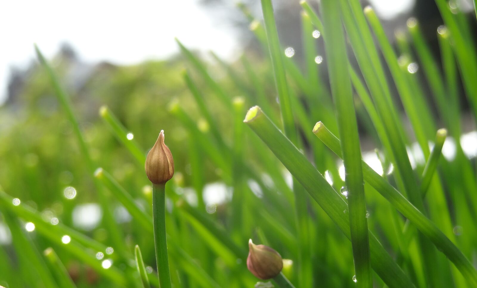 Sony Cyber-shot DSC-HX10V sample photo. Grass, growth, plant photography