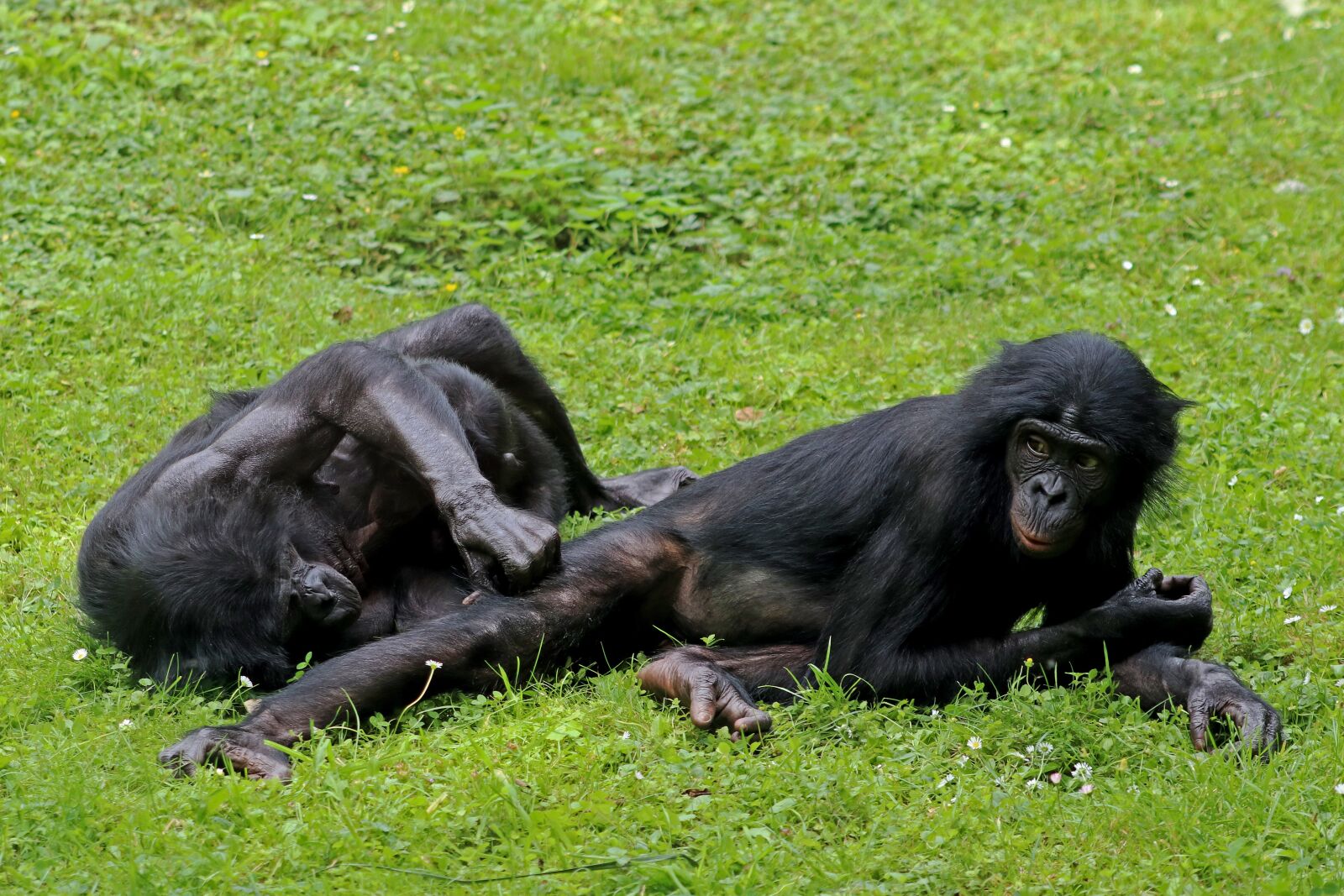 Canon EF 70-300 F4-5.6 IS II USM sample photo. Bonobos, ape, primates photography
