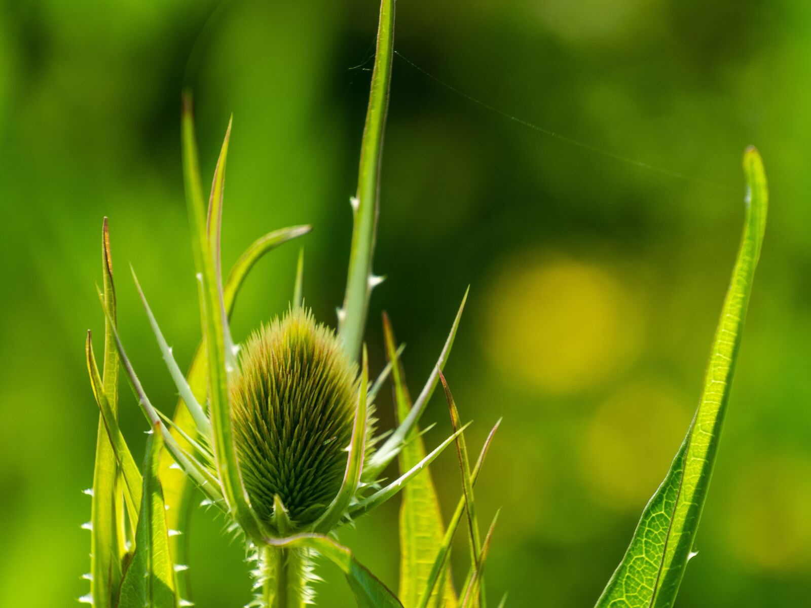Olympus OM-D E-M10 III sample photo. Thistle, flower, flowering photography