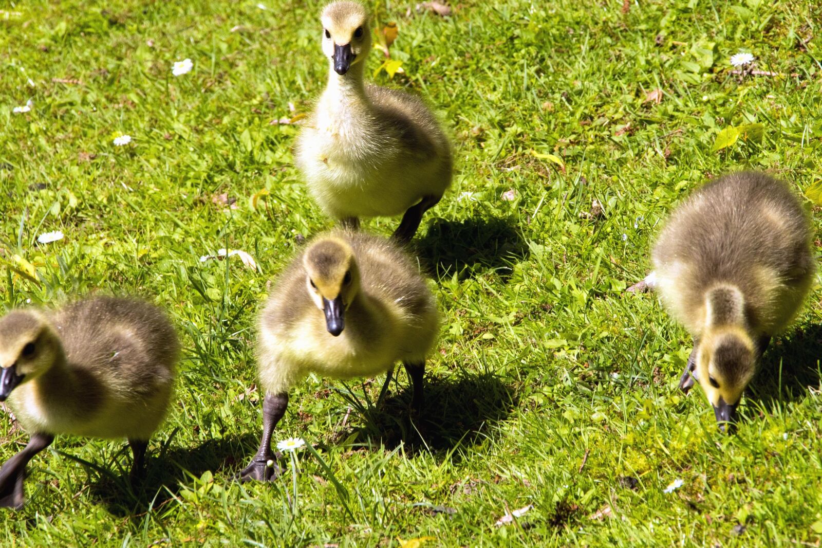 Canon EOS 80D sample photo. Grass, animals, feathers, nature photography