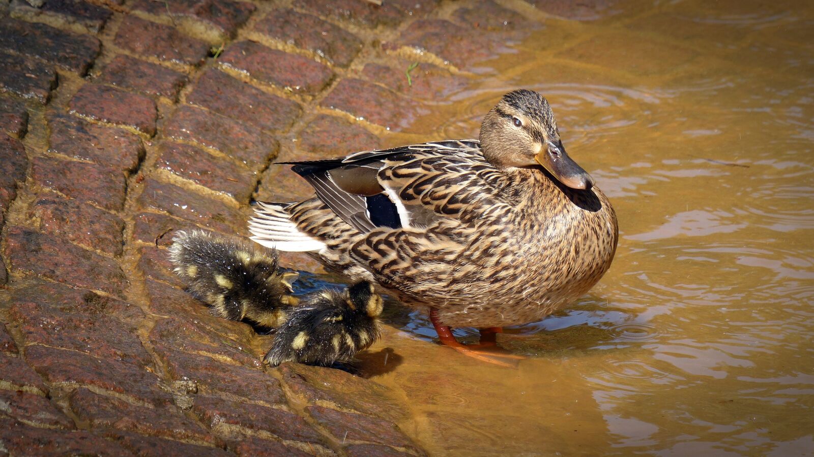 Panasonic Lumix DMC-FZ200 sample photo. Duck, chicken, water bird photography
