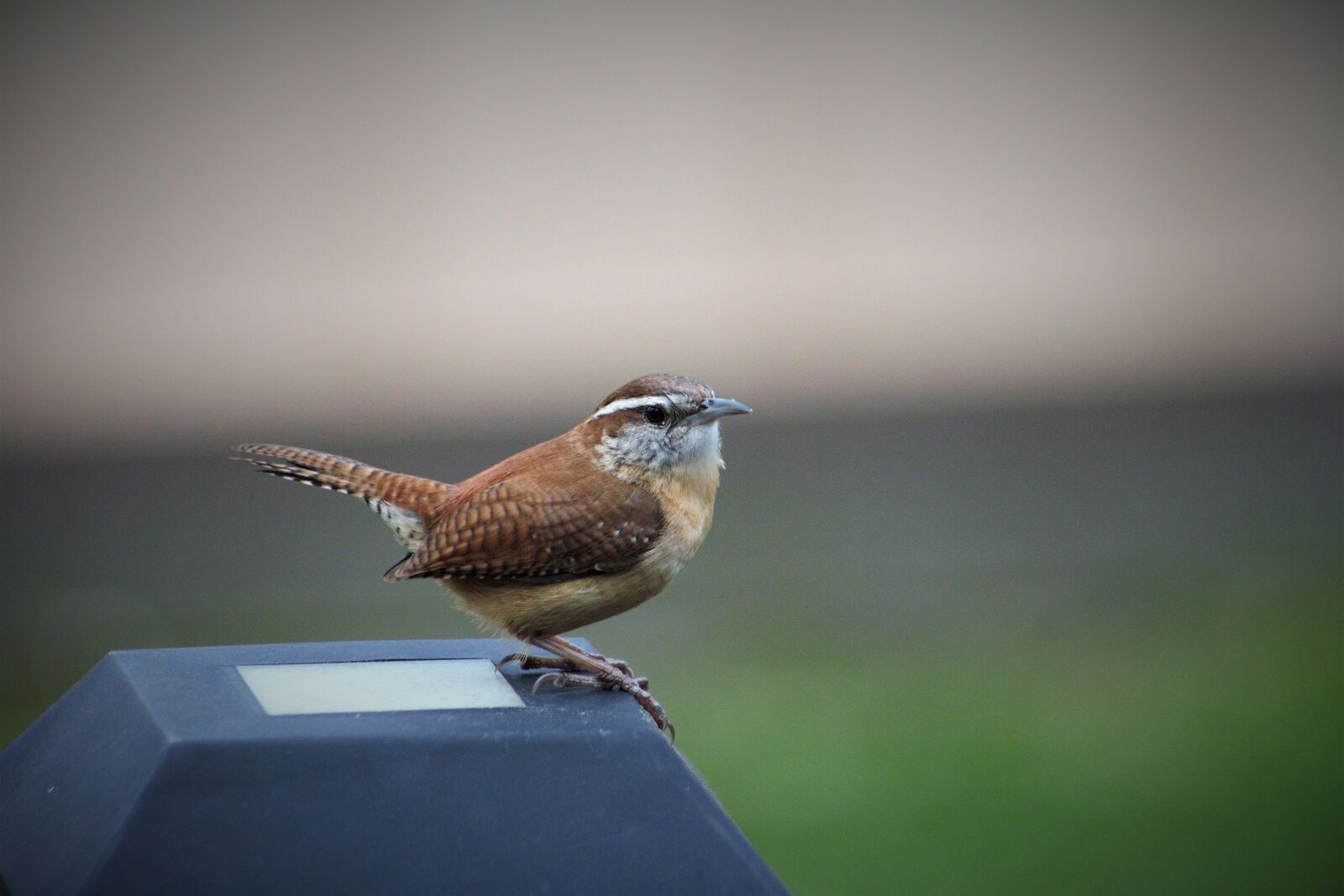 Canon EOS 550D (EOS Rebel T2i / EOS Kiss X4) sample photo. Nature, wildlife, bird photography
