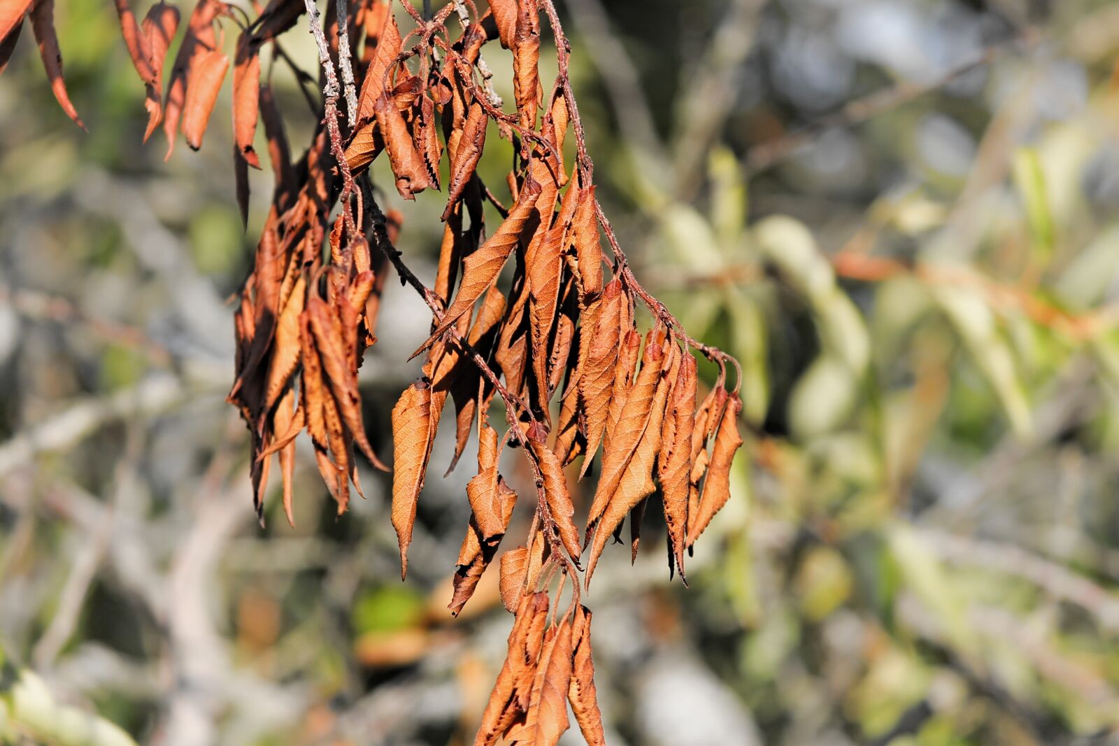 Canon EOS 1100D (EOS Rebel T3 / EOS Kiss X50) sample photo. Leaves, dry, brown photography