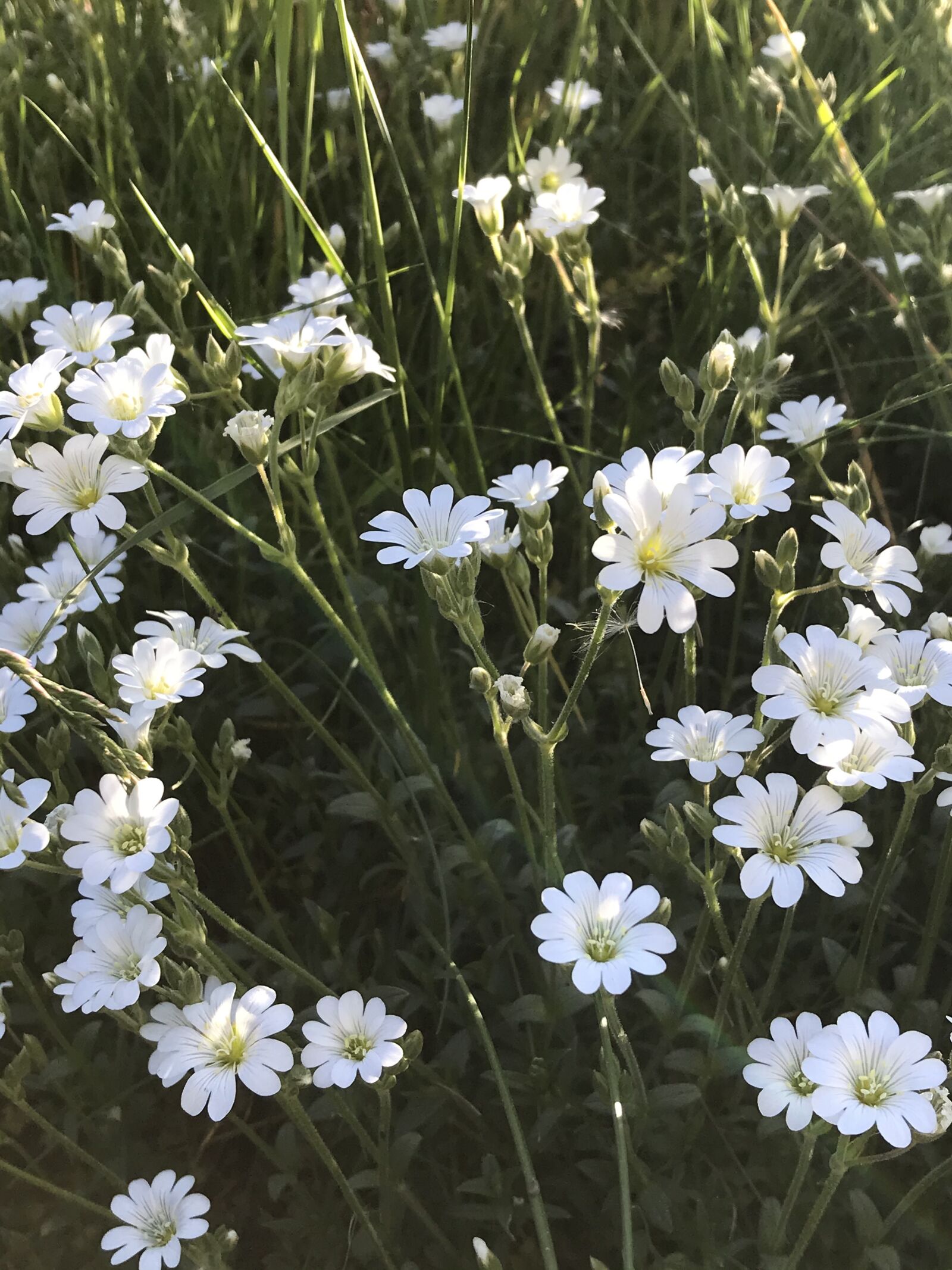 Apple iPad Pro (12.9-inch) (2nd generation) sample photo. Flowers, prado, white photography