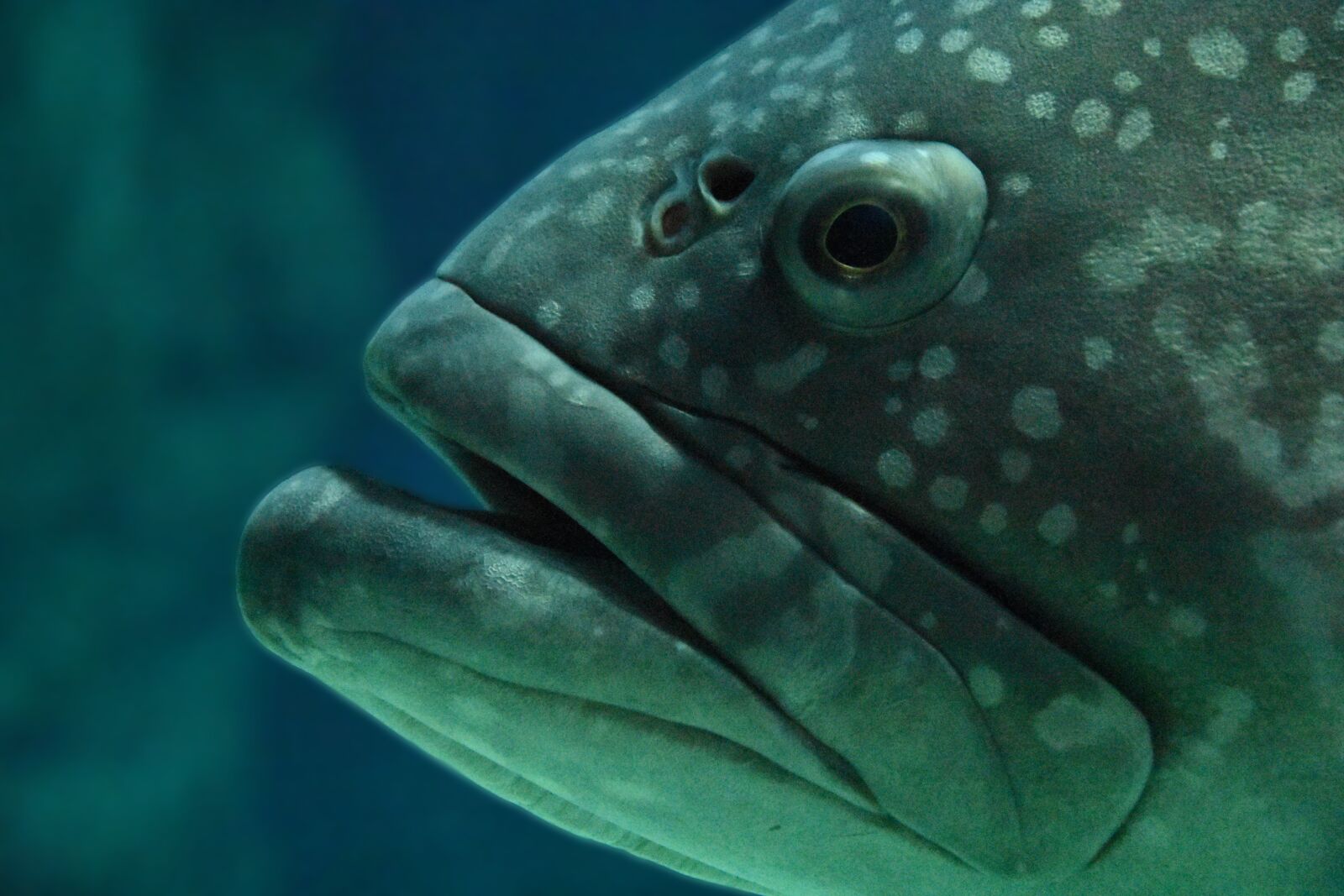 Nikon D7200 sample photo. Fish, aquarium, animal photography