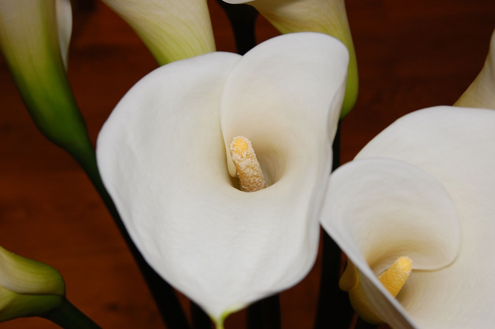Nikon D40 sample photo. Close up, peace, lily photography