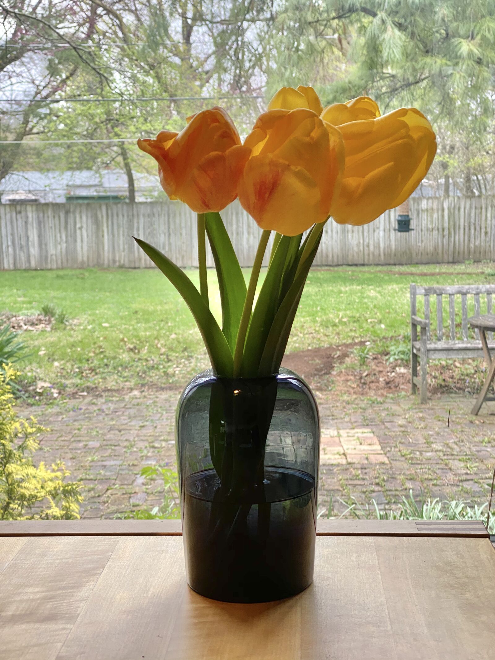 Apple iPhone 11 Pro + iPhone 11 Pro back triple camera 6mm f/2 sample photo. Tulips, flowers, alone photography