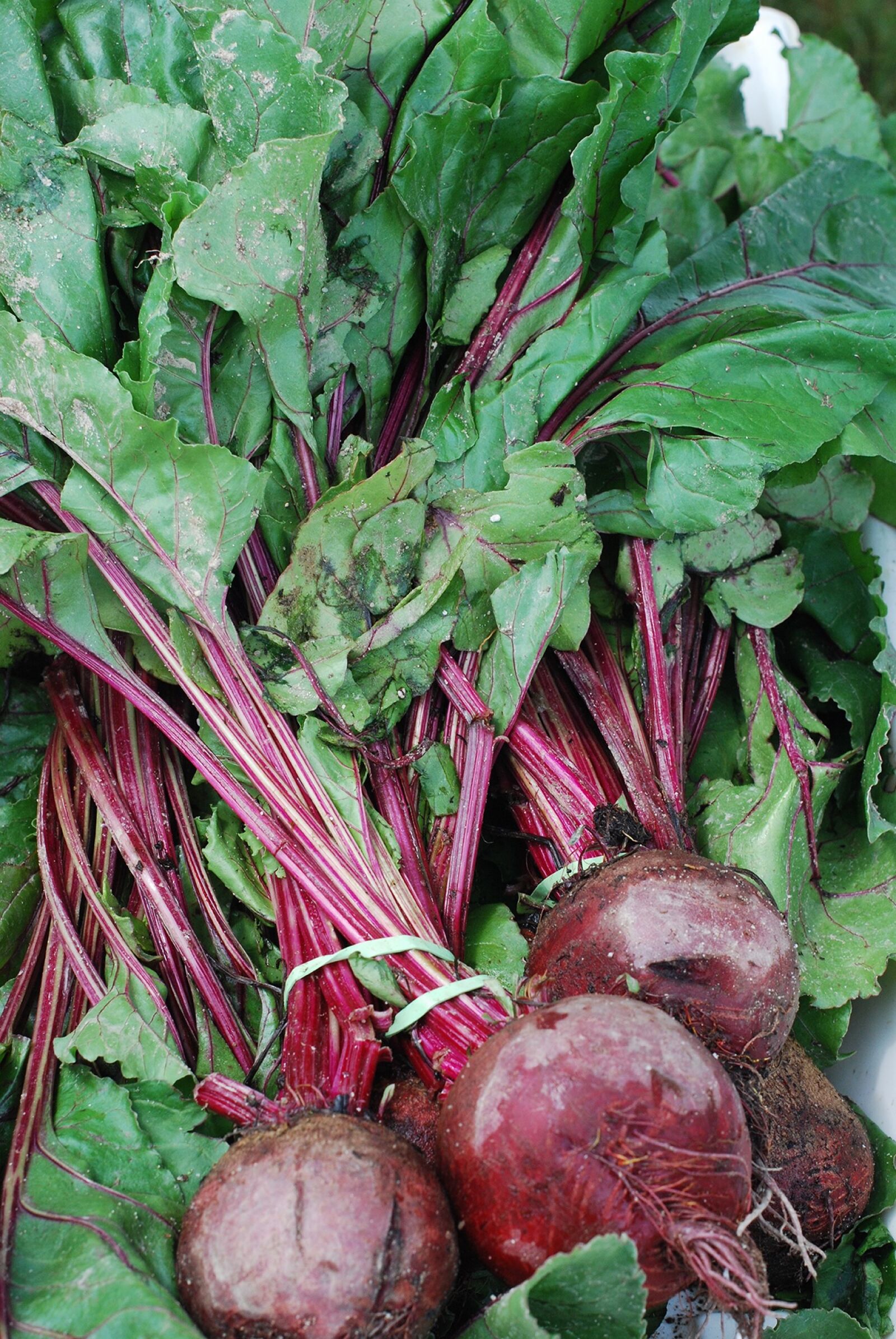 Nikon D40X sample photo. Red beets, red, purple photography