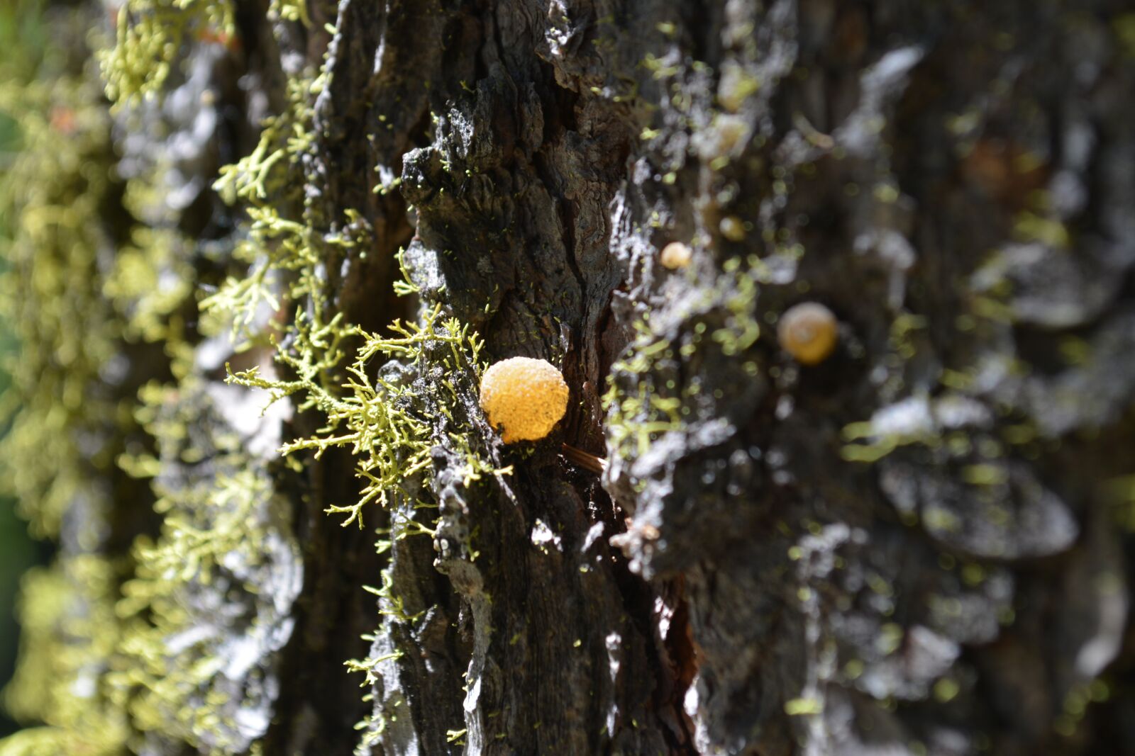 Nikon D5200 sample photo. Macro, moss, nature photography