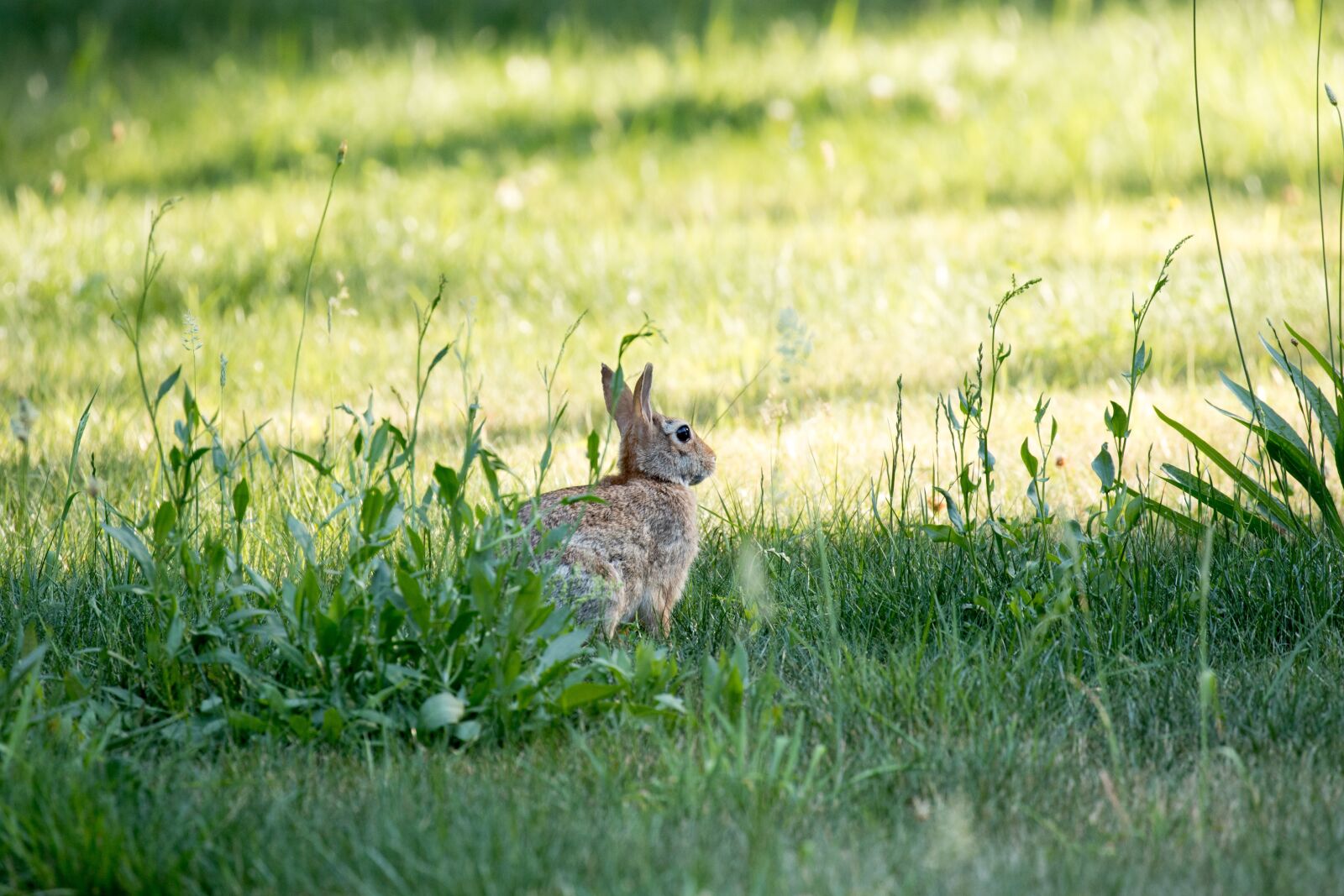 Canon EOS 7D Mark II sample photo. Rabbit, hare, bunny photography