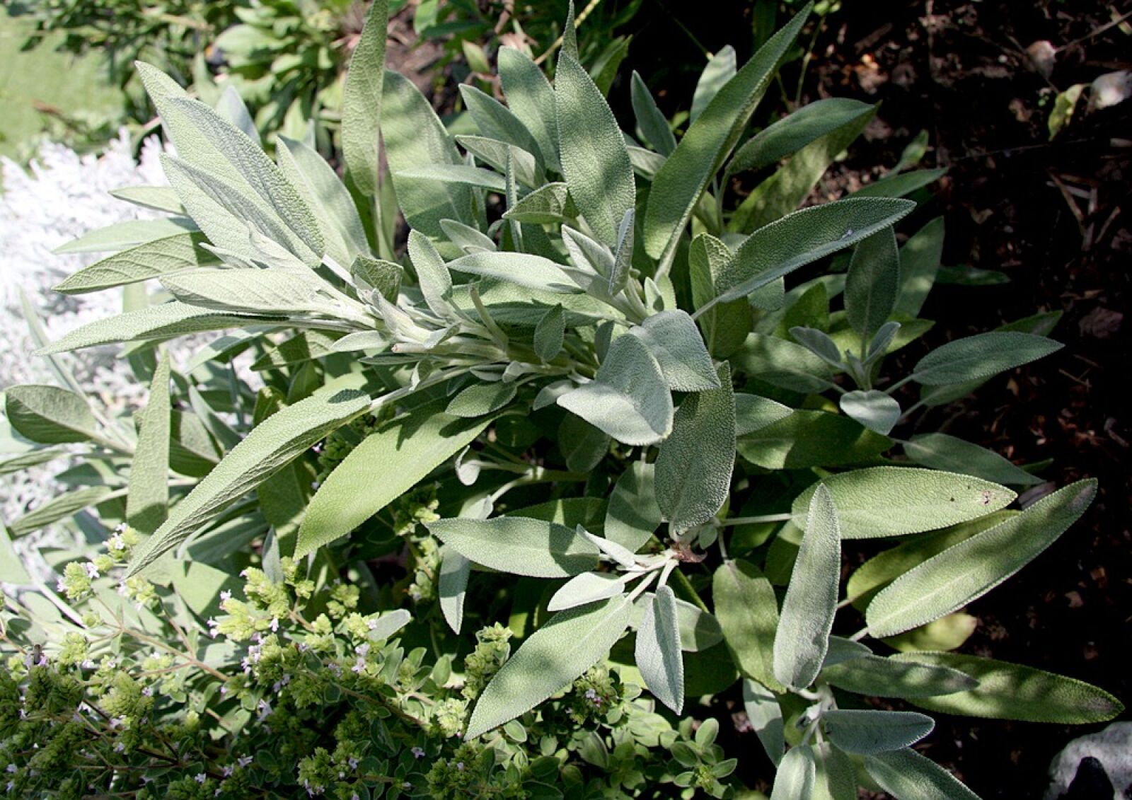 Canon EOS 40D sample photo. Sage, bush, plant photography