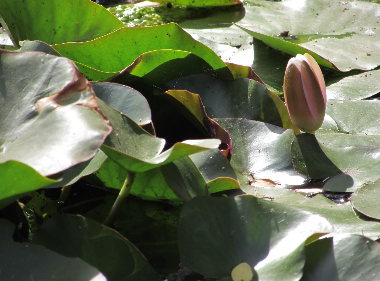 Canon PowerShot SX510 HS sample photo. Nature, flower, lotus photography