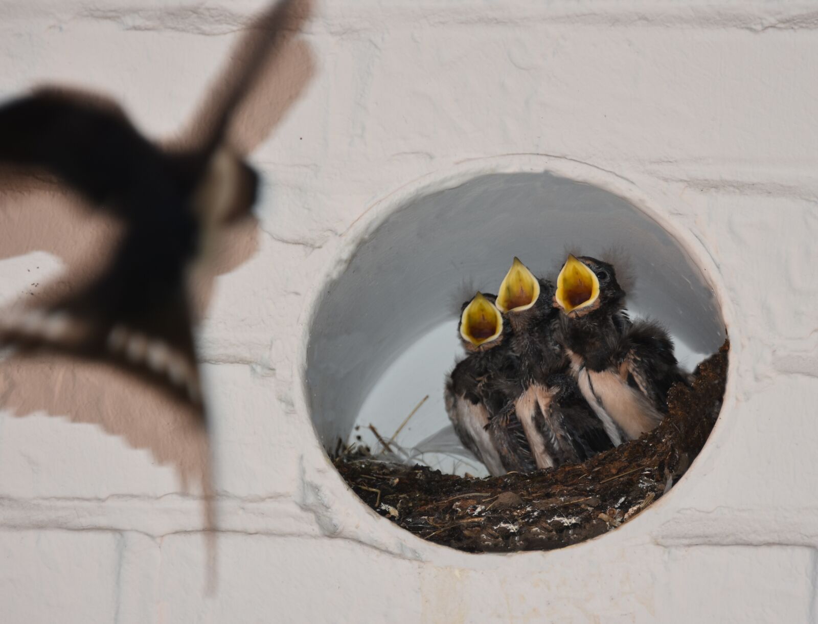Nikon D7200 sample photo. Barn swallows, nest, feeding photography