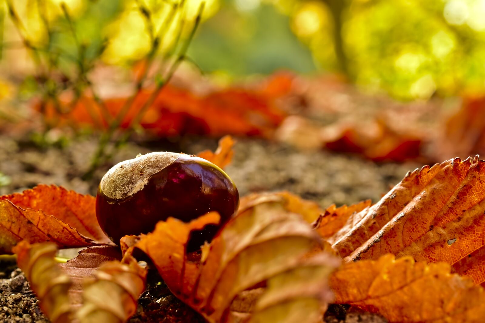 Nikon D5600 sample photo. Chestnut, fruit, autumn photography