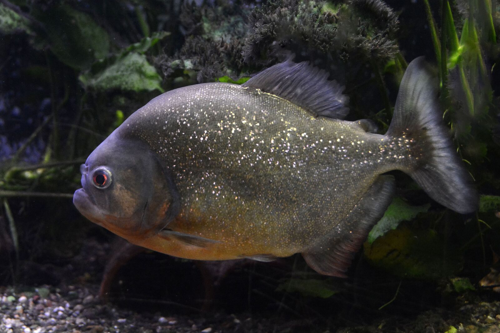 Nikon D7100 sample photo. Piranha, fish, dangerous photography