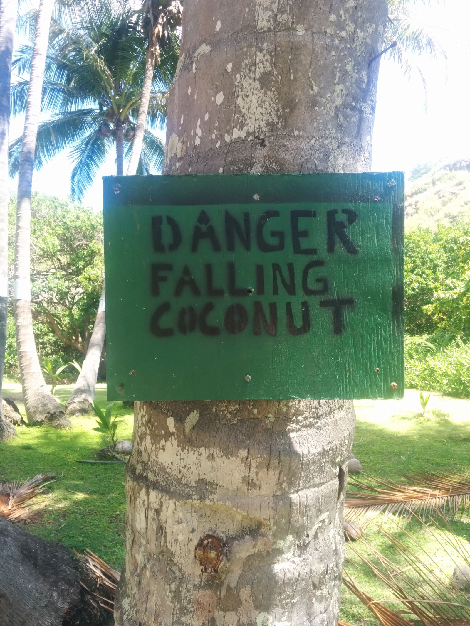 LG Nexus 5 sample photo. Humor, tropical, coconuts photography