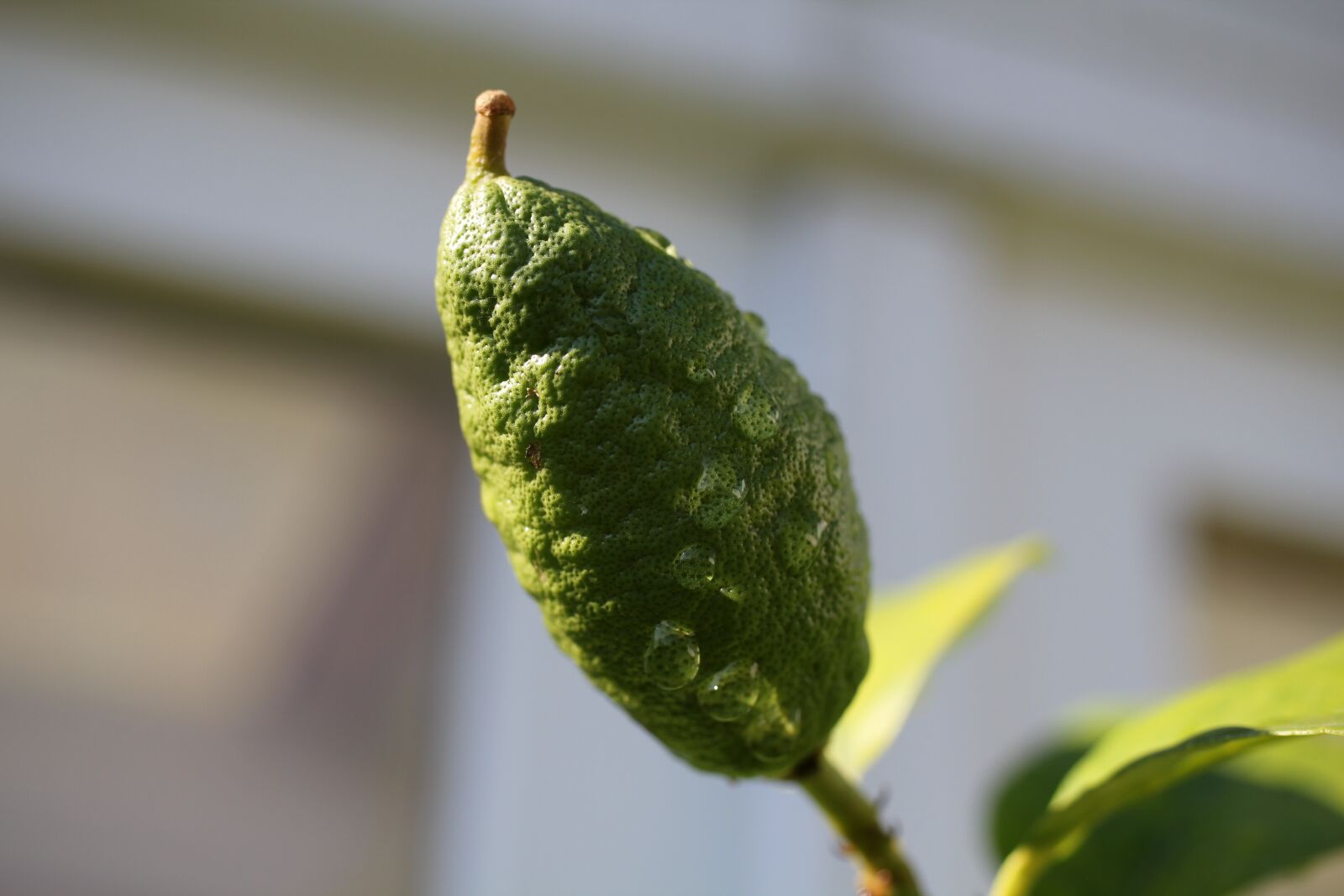 Canon EOS 550D (EOS Rebel T2i / EOS Kiss X4) sample photo. Lemon, green, drop of photography