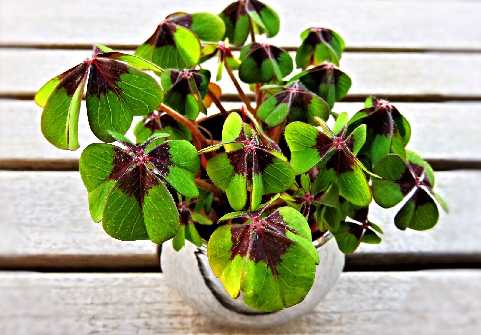 Canon PowerShot SX710 HS sample photo. Lucky clover, four-leaf clover photography