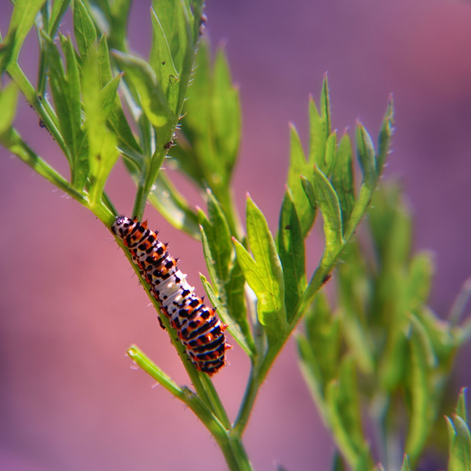 Nikon D5500 sample photo. Caterpillar, carrots herb, nature photography