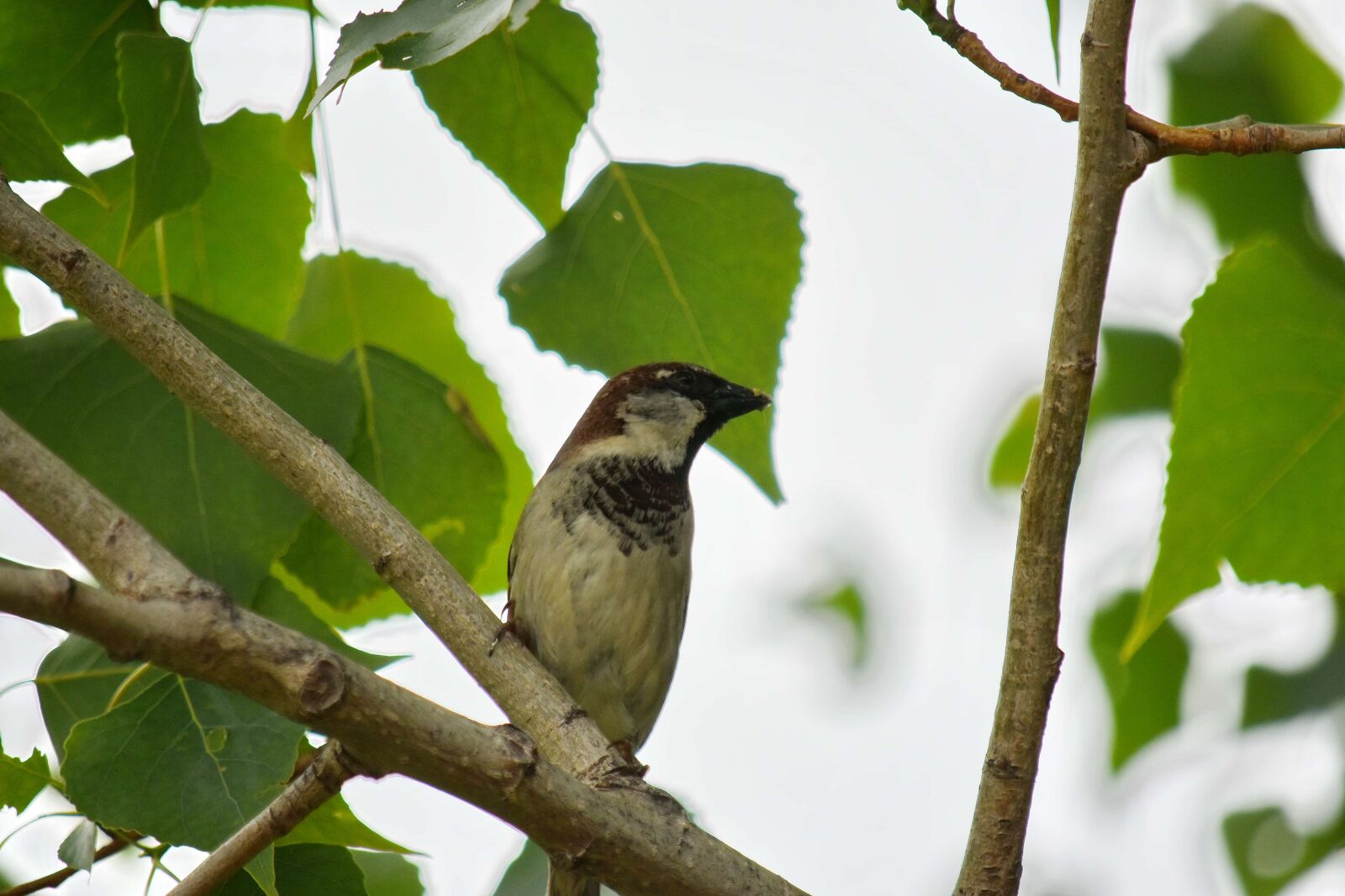 Nikon D5500 sample photo. Branch, sparrow, tree, wild photography