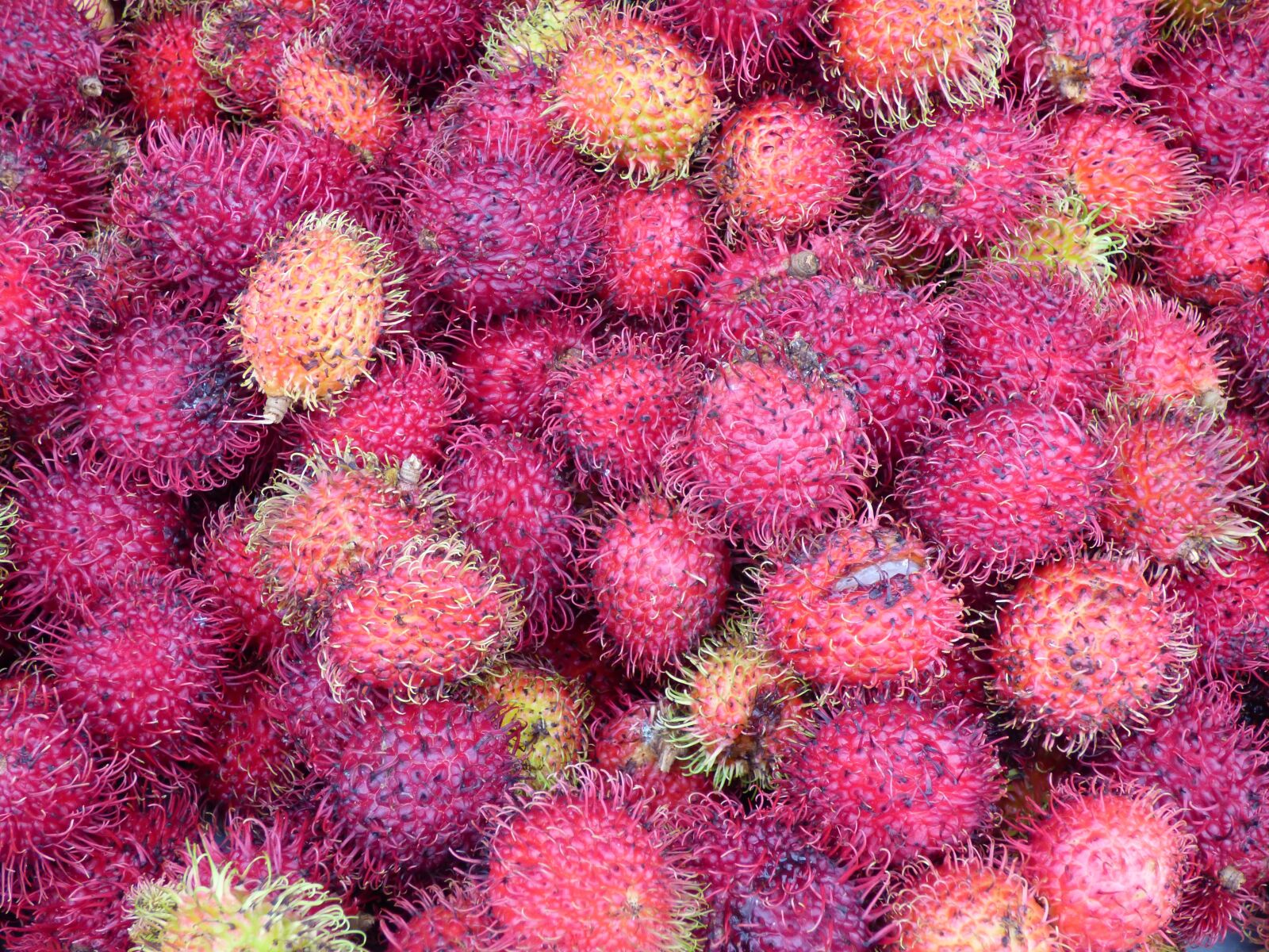Panasonic Lumix DMC-FZ70 sample photo. Market, plant, rabuntan photography