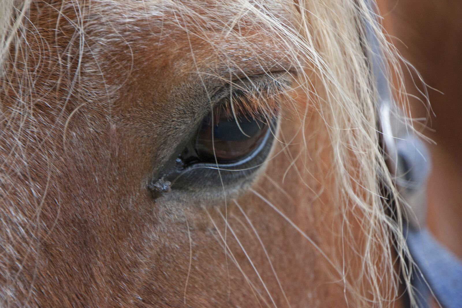 Canon EOS 450D (EOS Rebel XSi / EOS Kiss X2) sample photo. Horse, horse head, eye photography