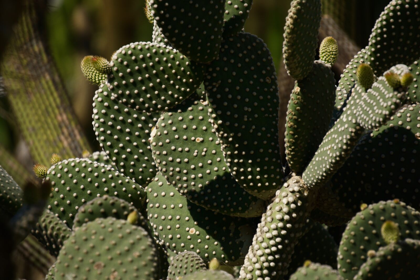 Sony E 55-210mm F4.5-6.3 OSS sample photo. Cactus, cactaceae, opuntioideae photography