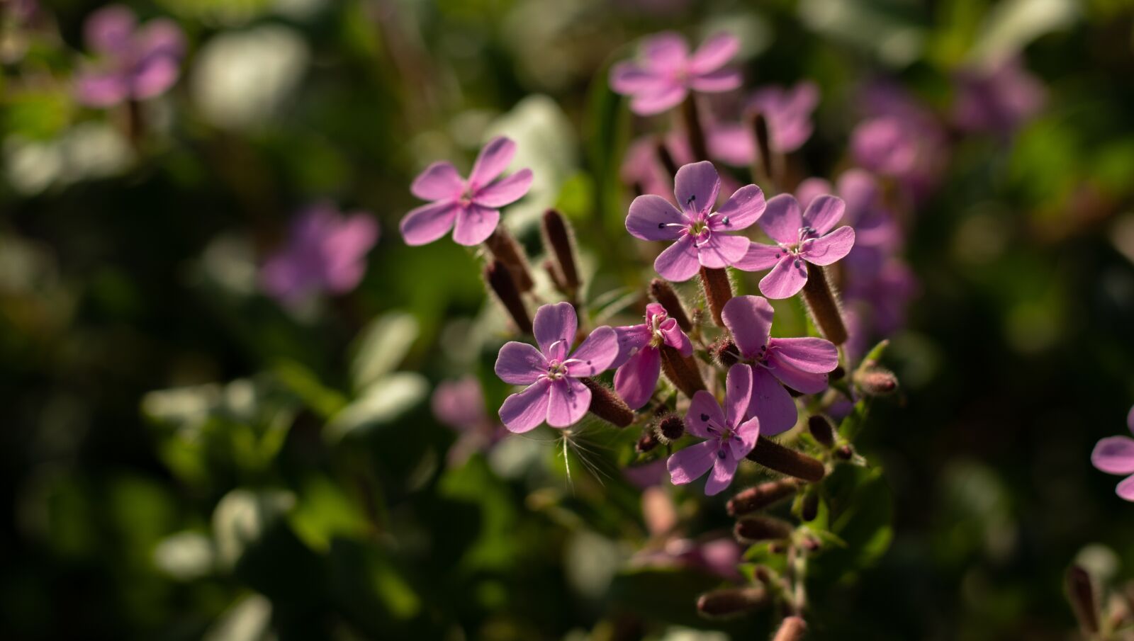 Canon EOS 80D + Canon EF 50mm F1.8 STM sample photo. Flowers, nature, pink photography