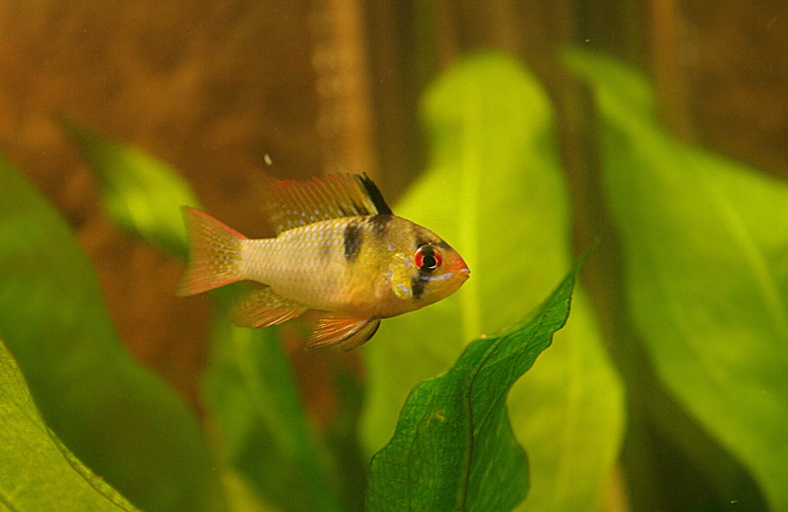 Canon EOS 350D (EOS Digital Rebel XT / EOS Kiss Digital N) sample photo. Fish, aquarium, cichlid photography