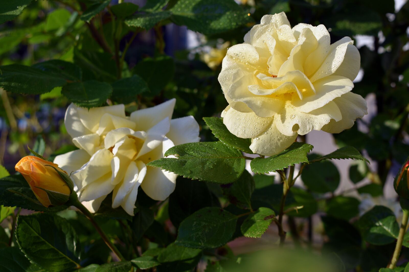 Nikon D3400 sample photo. Rose, roses, flower photography