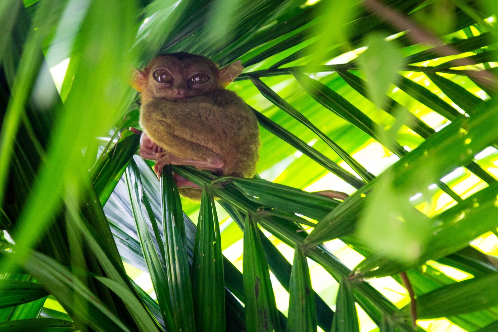 Nikon D3100 sample photo. Philippines, tarsier, bohol photography