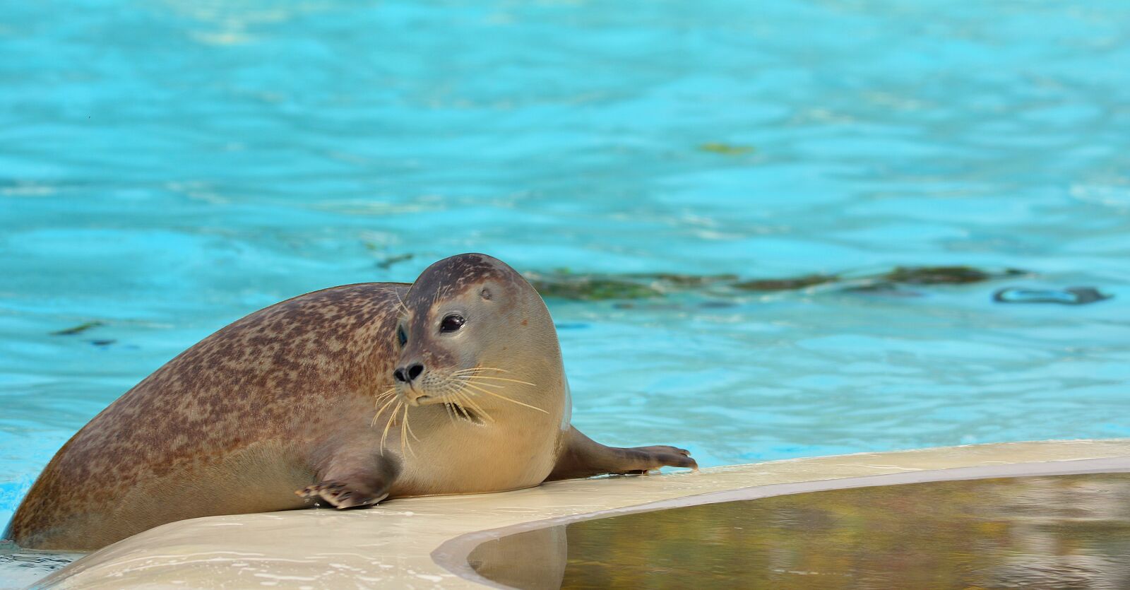 Nikon D5200 sample photo. Seal, zoo, water photography