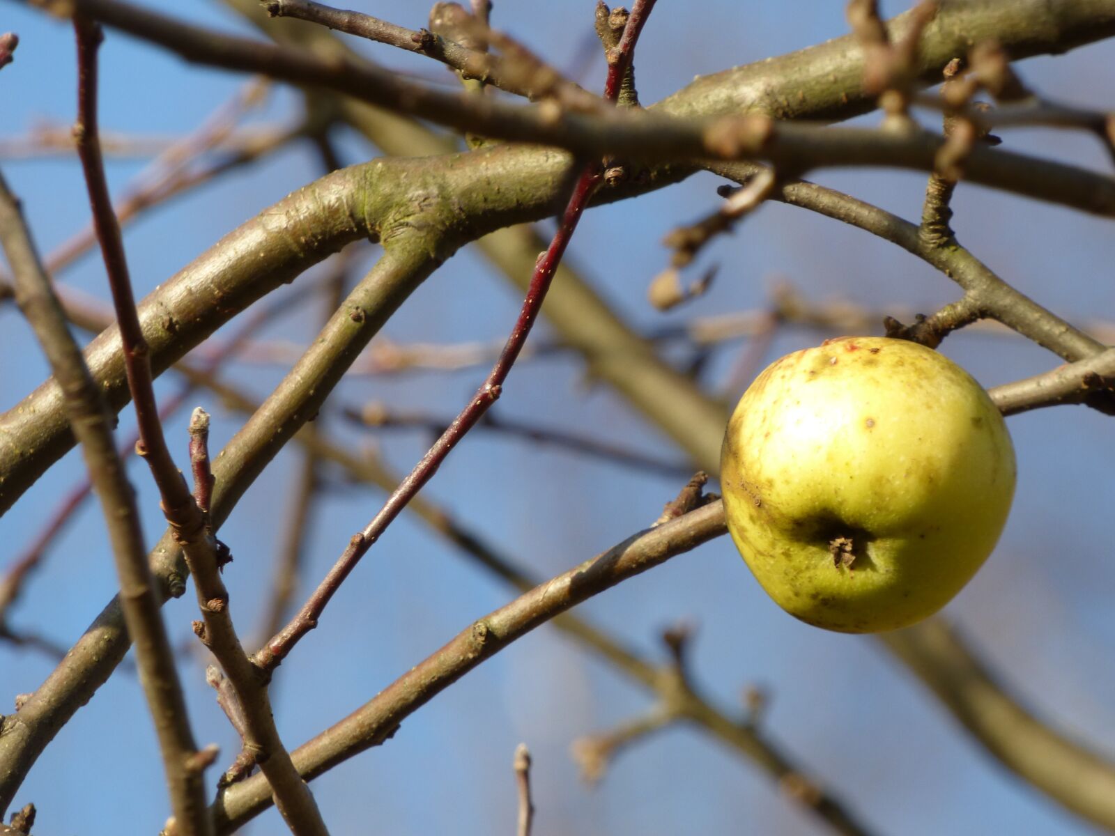 Panasonic DMC-FZ72 sample photo. Autumn, apple, apples photography
