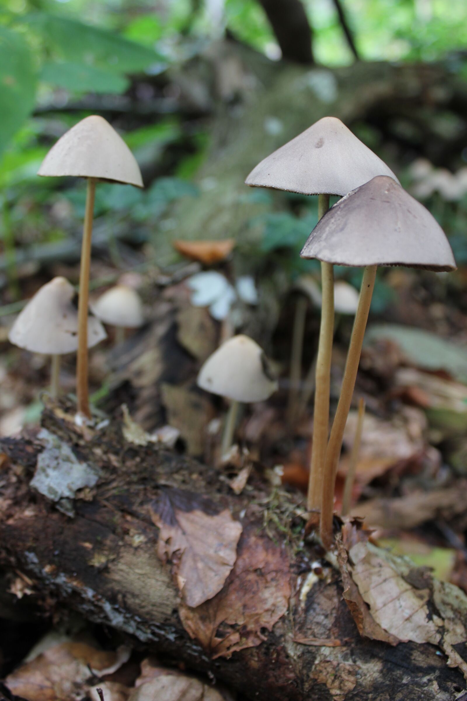 Canon EOS 550D (EOS Rebel T2i / EOS Kiss X4) sample photo. Mushrooms, forest, nature photography