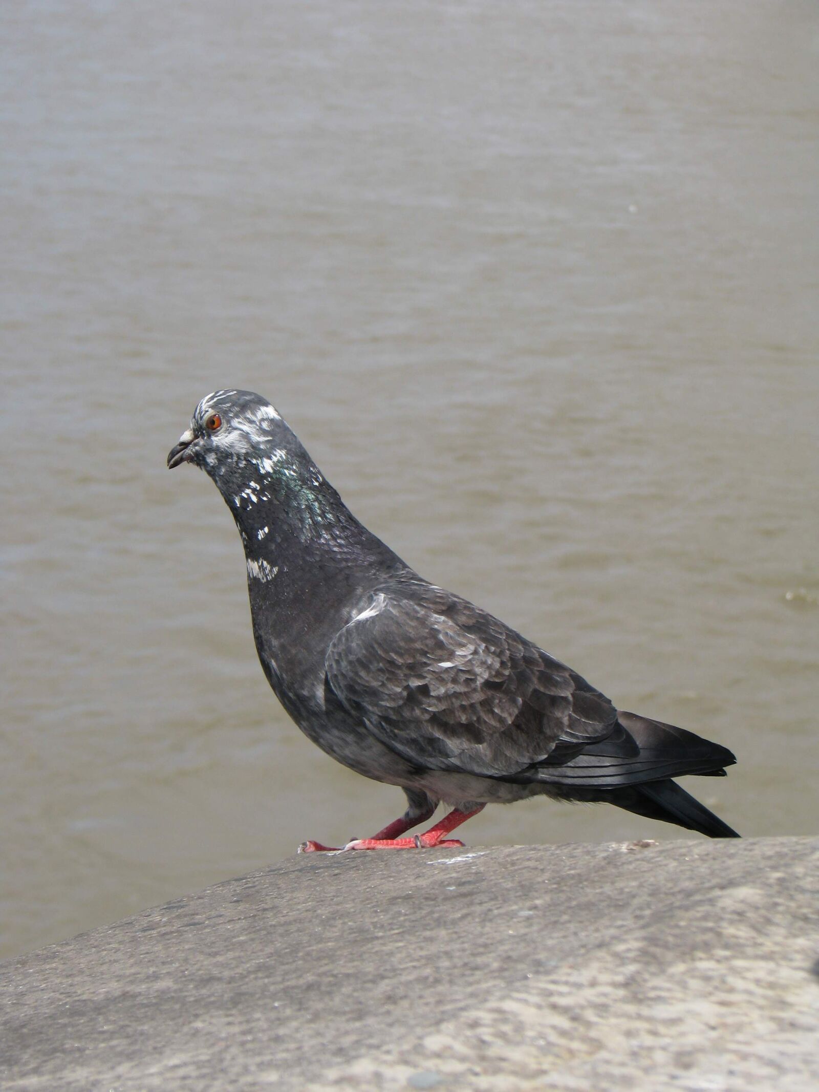 Canon POWERSHOT S5 IS sample photo. Bird, pigeon, rock dove photography