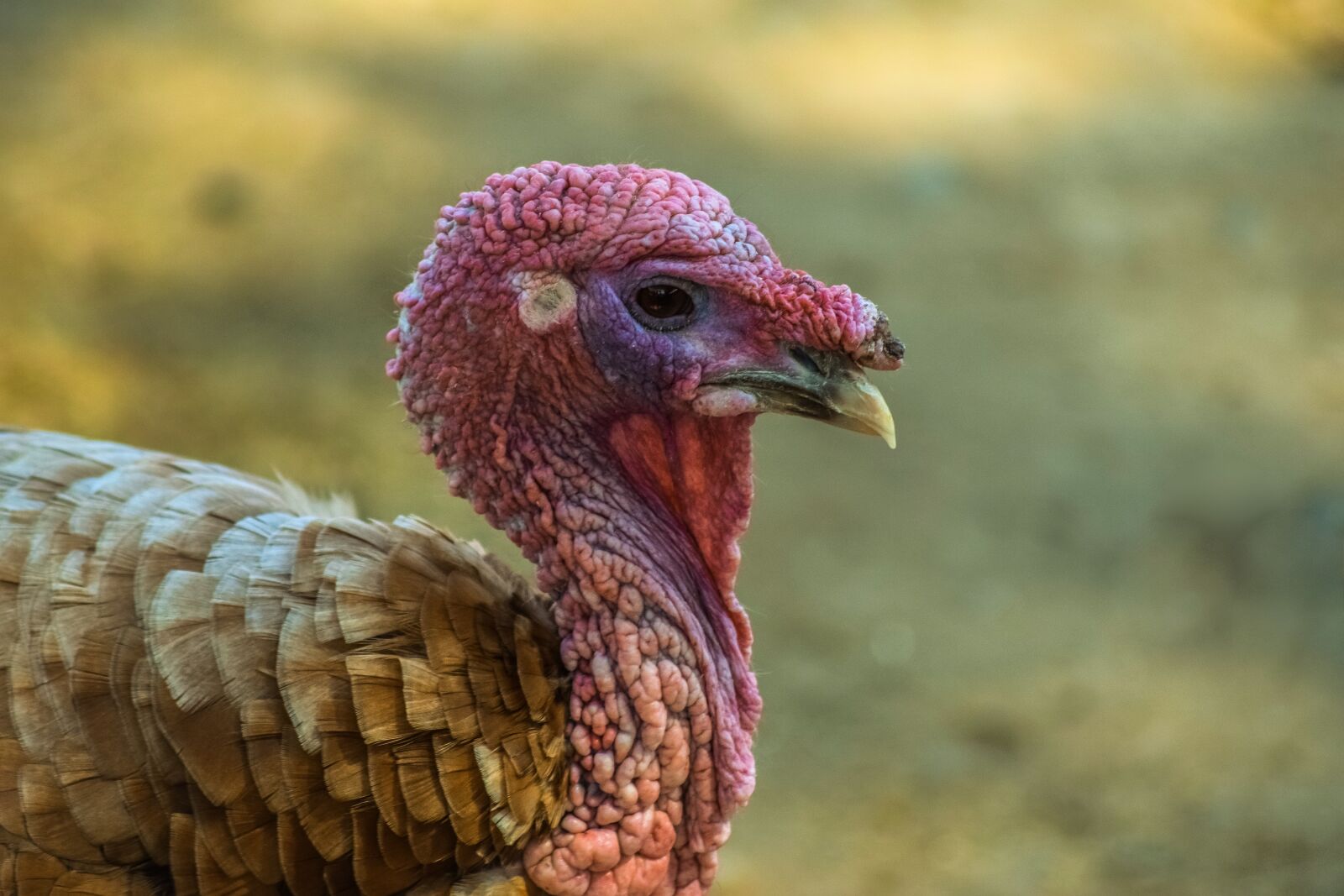 Nikon D3300 sample photo. Turkey, bird, animal photography