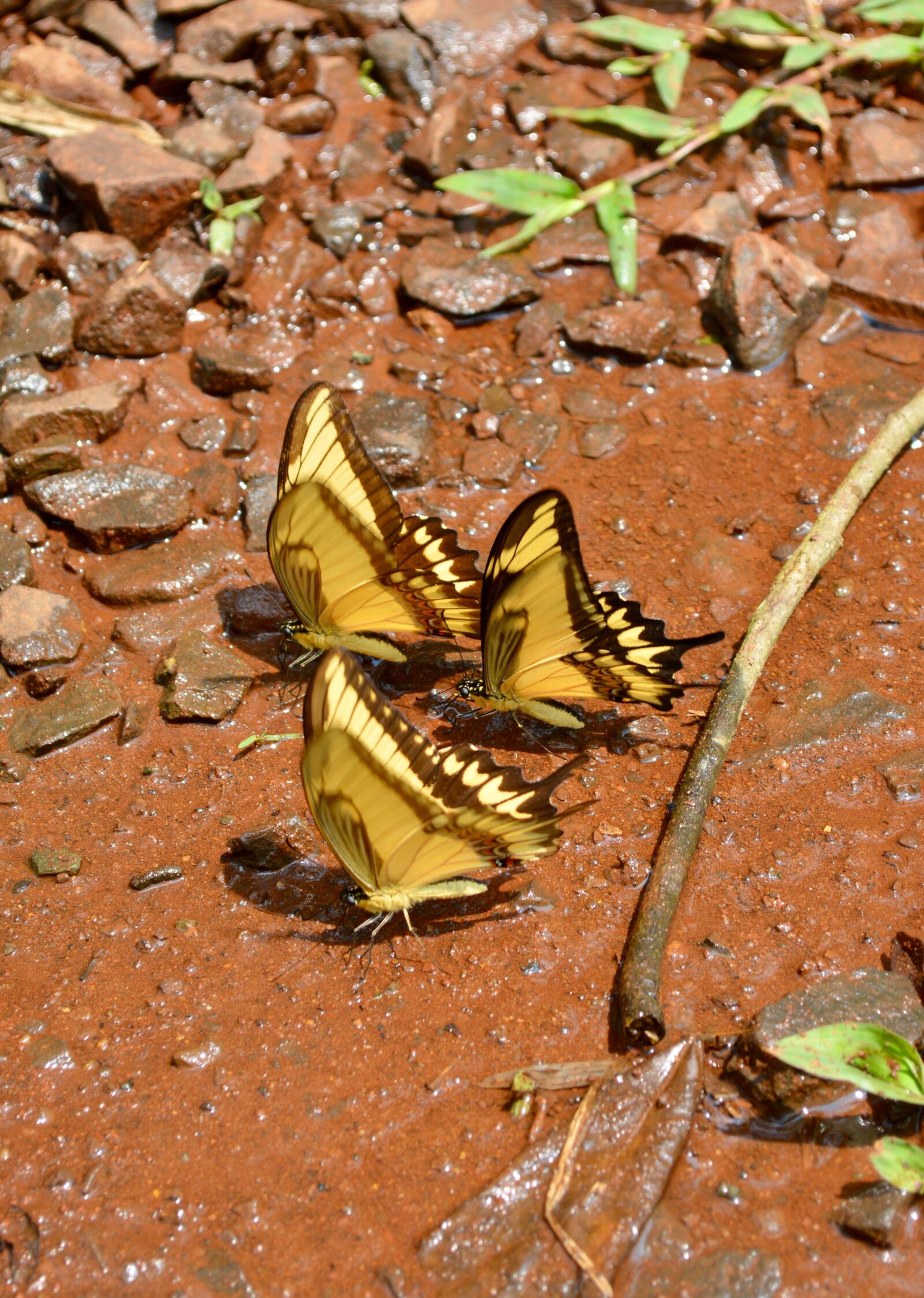 Nikon D5200 sample photo. Butterfly, nature, insect photography