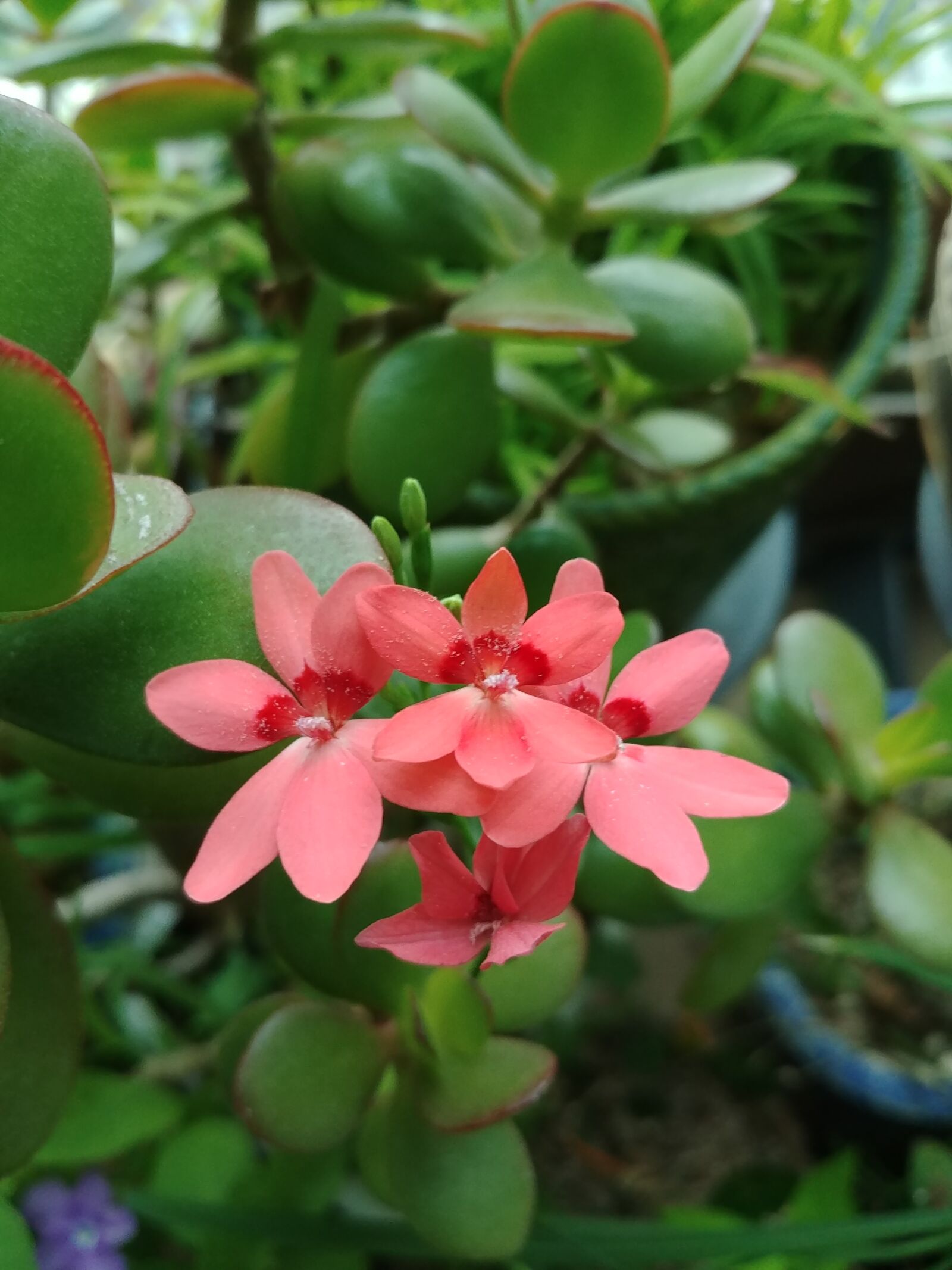 LG G6 sample photo. Plants, nature, flowers photography