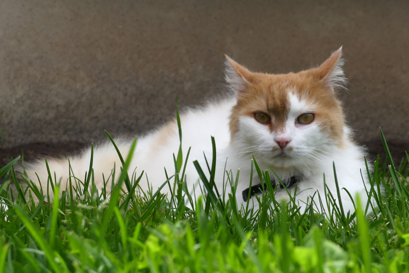Panasonic Lumix DMC-FZ300 sample photo. Cat, portrait, pet photography