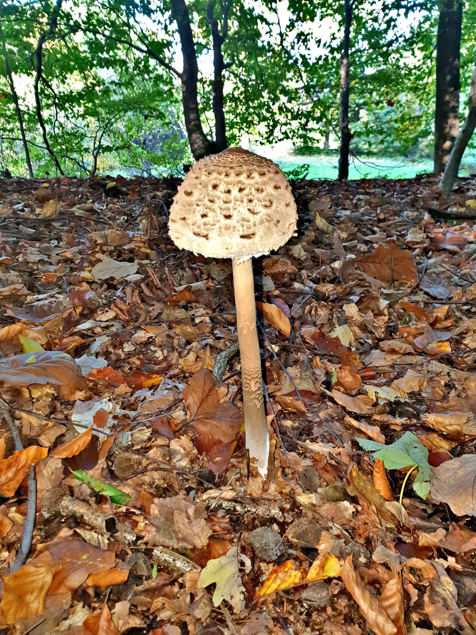 Samsung Galaxy S9 sample photo. Forest, mushroom, nature photography