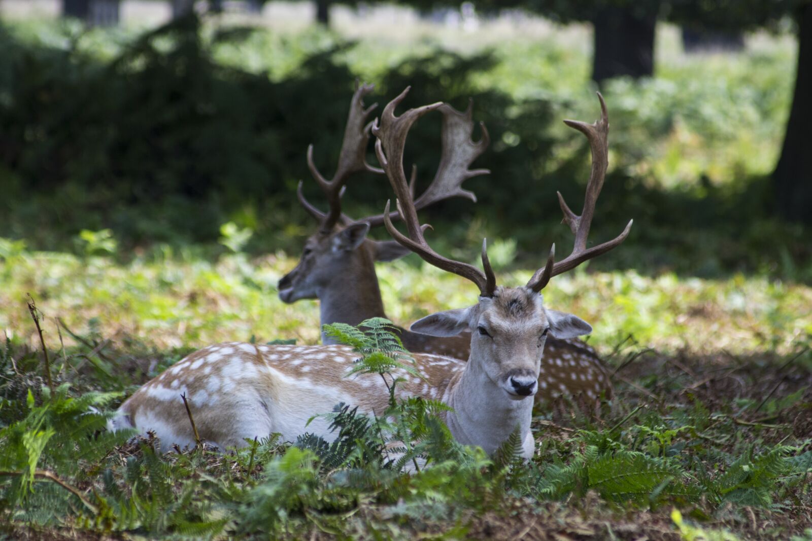 Canon EF 55-200mm F4.5-5.6 II USM sample photo. Fallow deer, deers, richmond photography